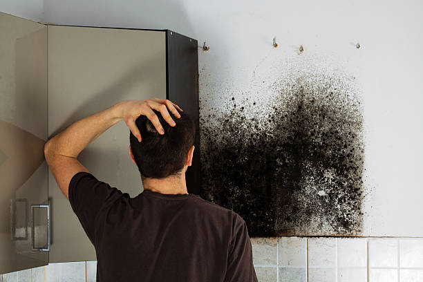 Best Kitchen Mold Remediation in Altoona, IA